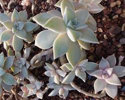 Hình ảnh về Sen đá Graptopetalum