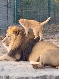 Lion and Cat Friends | TikTok