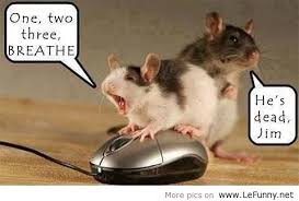 Image result for silly animals