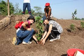 Image result for Tree plantation
