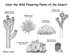 Résultat de recherche d'images pour "cactus coloring pages"