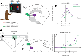 Image result for ventral striatum