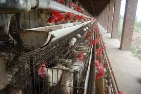 Kandang Ayam Petelur Yang Efektif