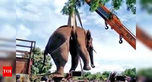Wild elephant that attacked two men caught near tiger reserve ...