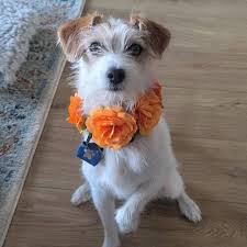 Live Koningsdag | Koninklijke familie komt aan in Dokkum: 'It giet oan'