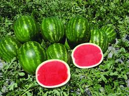 Resultado de imagen para sandia
