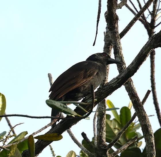 Lycocorax pyrrhopterus - Halmahera Paradise-crow