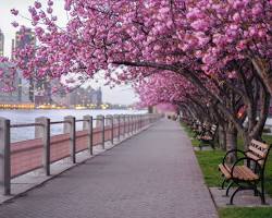 Image of Cherry Blossoms in NYC
