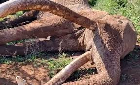 Africa and kenya mourns the loss of Craig, one of its last ...