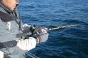 Century Offshore Vertical Jigging Rods TackleDirect