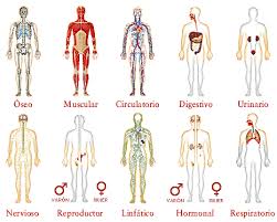 Resultado de imagen para cuerpo humano