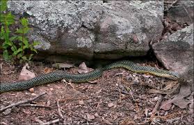 Image result for king snake