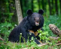 Urso-do-Himalaia