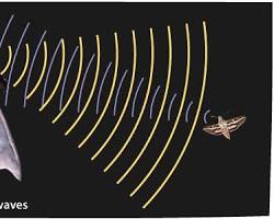 صورة bat using echolocation