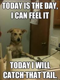 25 Best Funny animal Quotes and Funny Memes | Quotes and Humor via Relatably.com