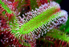Resultado de imagem para plantas carnivoras