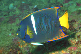 Image result for angelfish