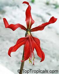 Image result for Jacobean lilies