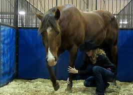 Image result for reactive barrel horse