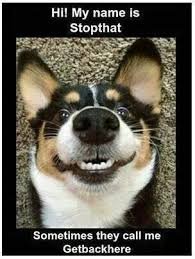 Image result for hi meme