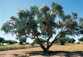 Image result for goat tree