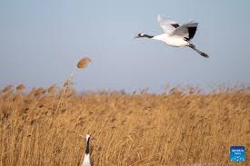 Red-crowned cranes pictured at Zhalong National Nature Reserve in NE China