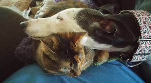 Résultat de recherche d'images pour "cats and dogs living together pictures"