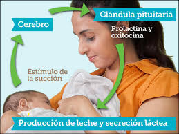 Resultat d'imatges de leche materna
