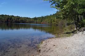 Image result for pond in a forest
