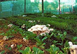 Image result for mushroom farming