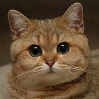 images?q=tbn:ANd9GcTkadFpPTgPXnoziKww44QaPKrQihwB-xemVFVv6ECB53UiE_Ov