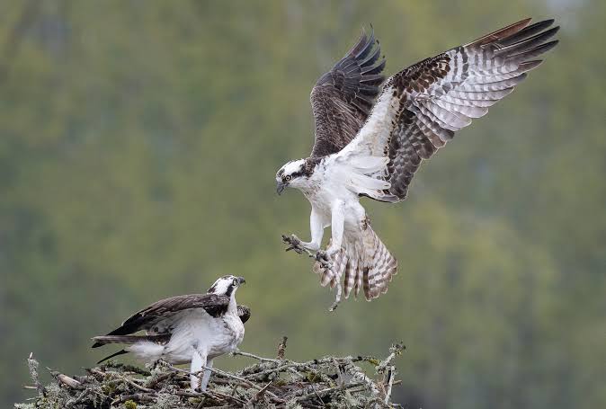 Osprey - Oregon Wild
