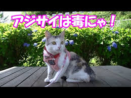 Image result for ねこ吉