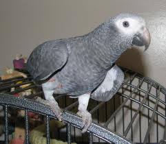 Image result for african grey parrot for sale