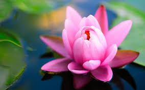 Image result for images of flowers