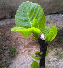 Resultado de imagem para patlican incir