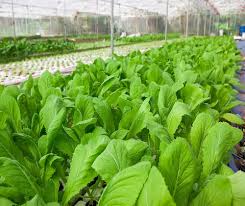 Image result for RAU MẦM CẢI XANH