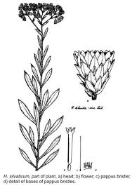Image result for Helichrysum silvaticum