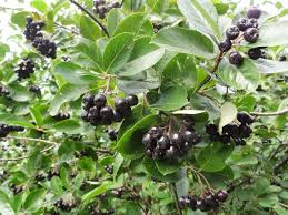 Image result for mustamarja-aronia