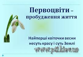 Картинки по запросу первоцвіт квіти фото