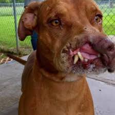 A Tarde - Dog Missing Part Of Face Was Left For Abandoned By Owners, But A Life-Changing A Second. . . . . . . . #jenniferlopez #alexandradaddario #AngelinaJolie #margotrobbie #AnneHathway | Facebook