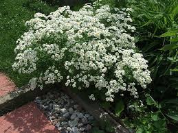 Image result for feverfew