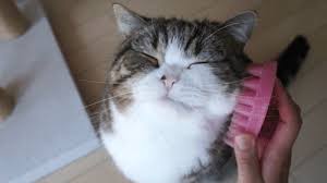 Résultat de recherche d'images pour "cat toothbrush gif"