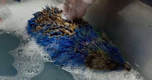 Hedgehog nearly dies after yobs paint her blue and yellow in ...