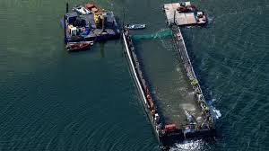 Transport-Tag für den Ostsee-Wal live: Buckelwal schwimmt selbst in Barge - riesige Erleichterung auf Poel