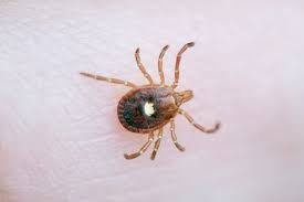 First Case of Bourbon Virus, Which Is Untreatable and Potentially Fatal, Confirmed in New York