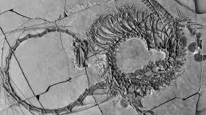 240-Million-Year-Old ‘Dragon’ Fossil Found in China