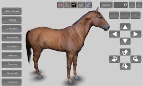 Image result for HORSE