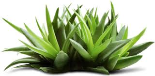 Az Aloe Vera hatásai