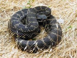Bildergebnis für rattlesnake